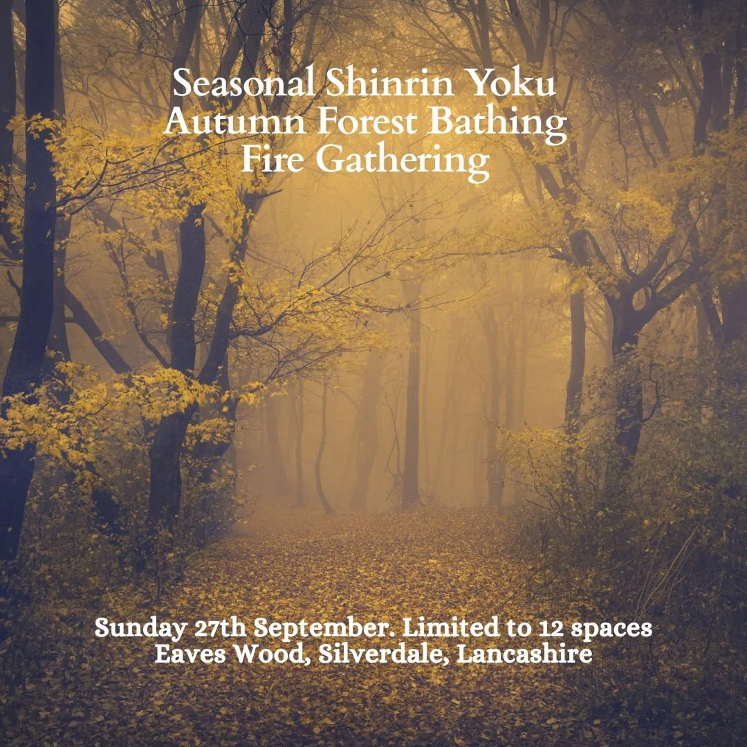 Autumn Forest Bathing